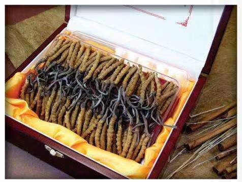 冀州冬虫夏草回收